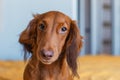 Funny brown dachshund with curved ear, close-up Royalty Free Stock Photo