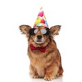 funny brown dog with red bowtie and sunglasses celebrates birthday Royalty Free Stock Photo