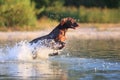 Funny brown dog is running and jumping on the water splashing it around on the background with yellow green grass. Royalty Free Stock Photo