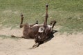 Funny donkey is bathing in the dust Royalty Free Stock Photo