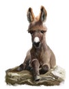 Funny brown donkey with big ears