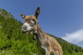 Funny brown donkey portrait with a bell around the neck Royalty Free Stock Photo