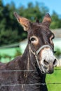 Brown donkey portrait in a summer day Royalty Free Stock Photo