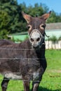 Brown donkey portrait in a summer day Royalty Free Stock Photo