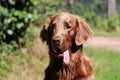 Funny brown flat coated retriever head portrait with a long tongue in the garden