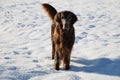 Funny brown flat coated retriever is standing in the snow with snow in the face Royalty Free Stock Photo