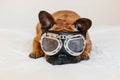 funny brown french bull dog on bed wearing aviator goggles. Travel concept. Pets indoors and lifestyle