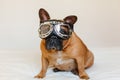 funny brown french bull dog on bed wearing aviator goggles. Travel concept. Pets indoors and lifestyle