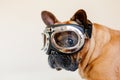 funny brown french bull dog on bed wearing aviator goggles. Travel concept. Pets indoors and lifestyle