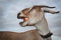 Funny brown goat chew red apple Royalty Free Stock Photo