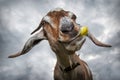 Funny brown goat chew yellow apple