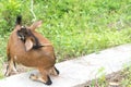 Funny brown goat enjoys itself when playing and grazing at green field in upcountry Royalty Free Stock Photo