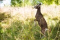 Funny brown goat with a grass in its mouth standing on back feet in a grassy field Royalty Free Stock Photo