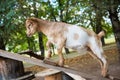 Funny brown goat is trying to walk up on wooden boards Royalty Free Stock Photo