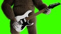 Funny brown gorilla play the electric guitar. Super realistic fur and hair. Green screen. 3d rendering.