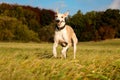A Funny brown greyhound runs in a field with a stick in his mouth so that his teeth are showing