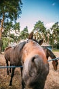 Funny Brown Horse Close Up Head Royalty Free Stock Photo