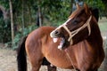 Funny brown horse laughing with the open muzzle on an isolated nature background