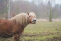 Funny brown horse laughs. Royalty Free Stock Photo