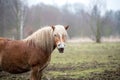 Funny brown horse laughs. Royalty Free Stock Photo