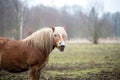 Funny brown horse laughs. Royalty Free Stock Photo
