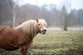 Funny brown horse laughs. Royalty Free Stock Photo