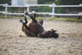 Funny brown horse Royalty Free Stock Photo