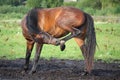 Brown horse scratching itself on the pasture Royalty Free Stock Photo