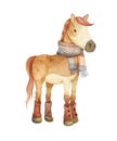 Funny brown horse wearing boots and scarf isolated on white background. Royalty Free Stock Photo