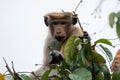 Funny brown macaque monkey sitting on a tree branch and looking at camera from the top