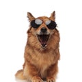 Funny brown metis dog with sunglasses laughing with mouth open