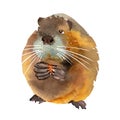 Funny brown muskrat nibbles food. Watercolor illustration isolated on a white background Royalty Free Stock Photo