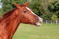 A funny brown quarter horse on the paddock with open mouth Royalty Free Stock Photo