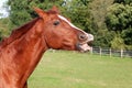 A funny brown quarter horse on the paddock with open mouth Royalty Free Stock Photo