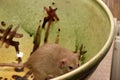 Funny brown rat are sitting on a large clay pot Royalty Free Stock Photo