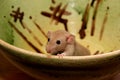 Funny brown rat are sitting on a large clay pot Royalty Free Stock Photo