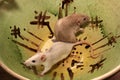 Funny brown rat are sitting on a large clay pot Royalty Free Stock Photo