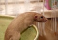 Funny brown rat are sitting on a large clay pot Royalty Free Stock Photo