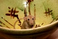 Funny brown rat are sitting on a large clay pot Royalty Free Stock Photo