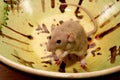 Funny brown rat are sitting on a large clay pot Royalty Free Stock Photo