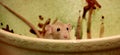 Funny brown rat are sitting on a large clay pot Royalty Free Stock Photo