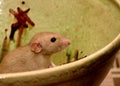 Funny brown rat are sitting on a large clay pot Royalty Free Stock Photo