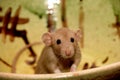 Funny brown rat are sitting on a large clay pot Royalty Free Stock Photo