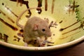 Funny brown rat are sitting on a large clay pot Royalty Free Stock Photo