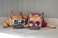 Funny brown small French Bulldog dogs lying relaxed in shade in summer wearing colorful sunglasses for children