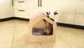 Funny brown striped cute green-eyed kitten is playing with toy in wooden cat house. Scratching poston the roof.