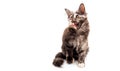 Funny brown tricolor tortoiseshell Maine Coon cat sitting and licking , isolated on white background Royalty Free Stock Photo