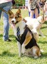 Funny brown-white dog with tie on his neck and in black vest