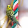 Funny Budgerigar. Budgie parrot sitting on rope and plays