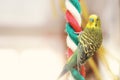 Funny Budgerigar. Budgie parrot sitting on rope and plays
